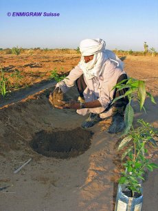 Planting the first tree